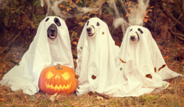 Halloween Vigo 2025: fiestas en Vigo.